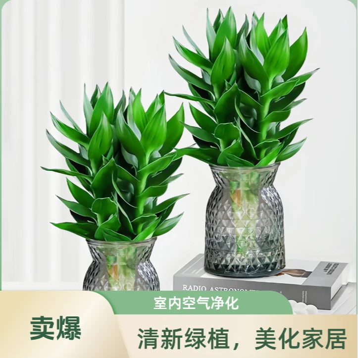 观音竹客厅室内办公室盆栽绿植防辐射除甲醛净化空气 科技实验