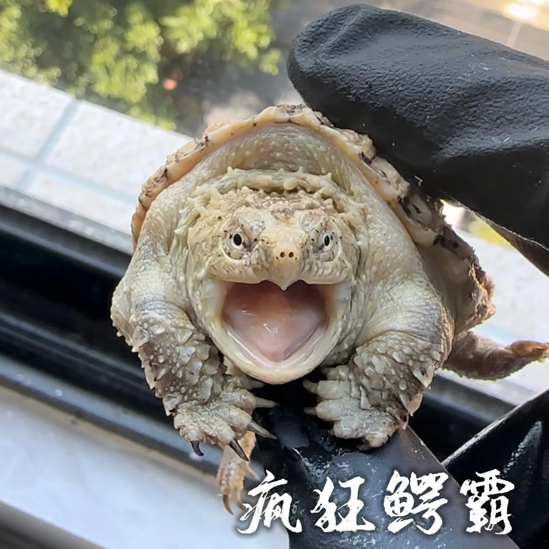 原种纯佛超爆刺龟鳖幼苗活物杂佛北美凶猛水族观赏宠物乌龟