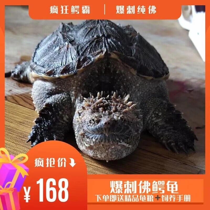 人工养殖凶猛原种纯佛超爆刺龟鳖苗活物杂佛北美水族观赏宠物乌龟