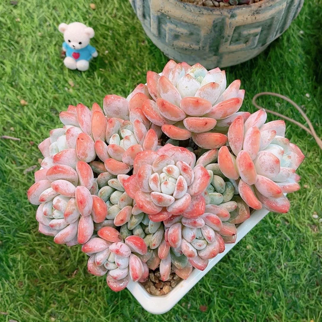 韩版冷香精品多肉