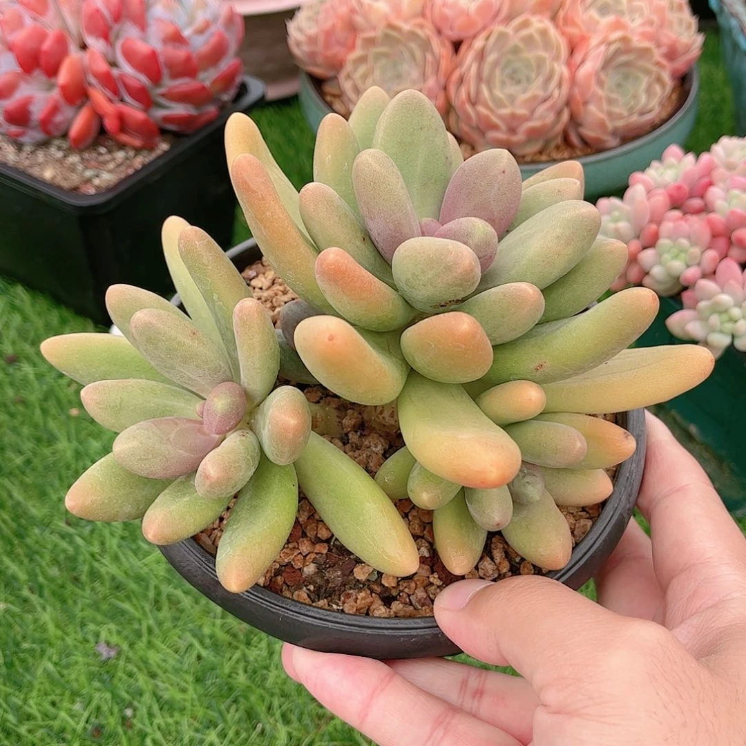 韩版糖果美人多肉