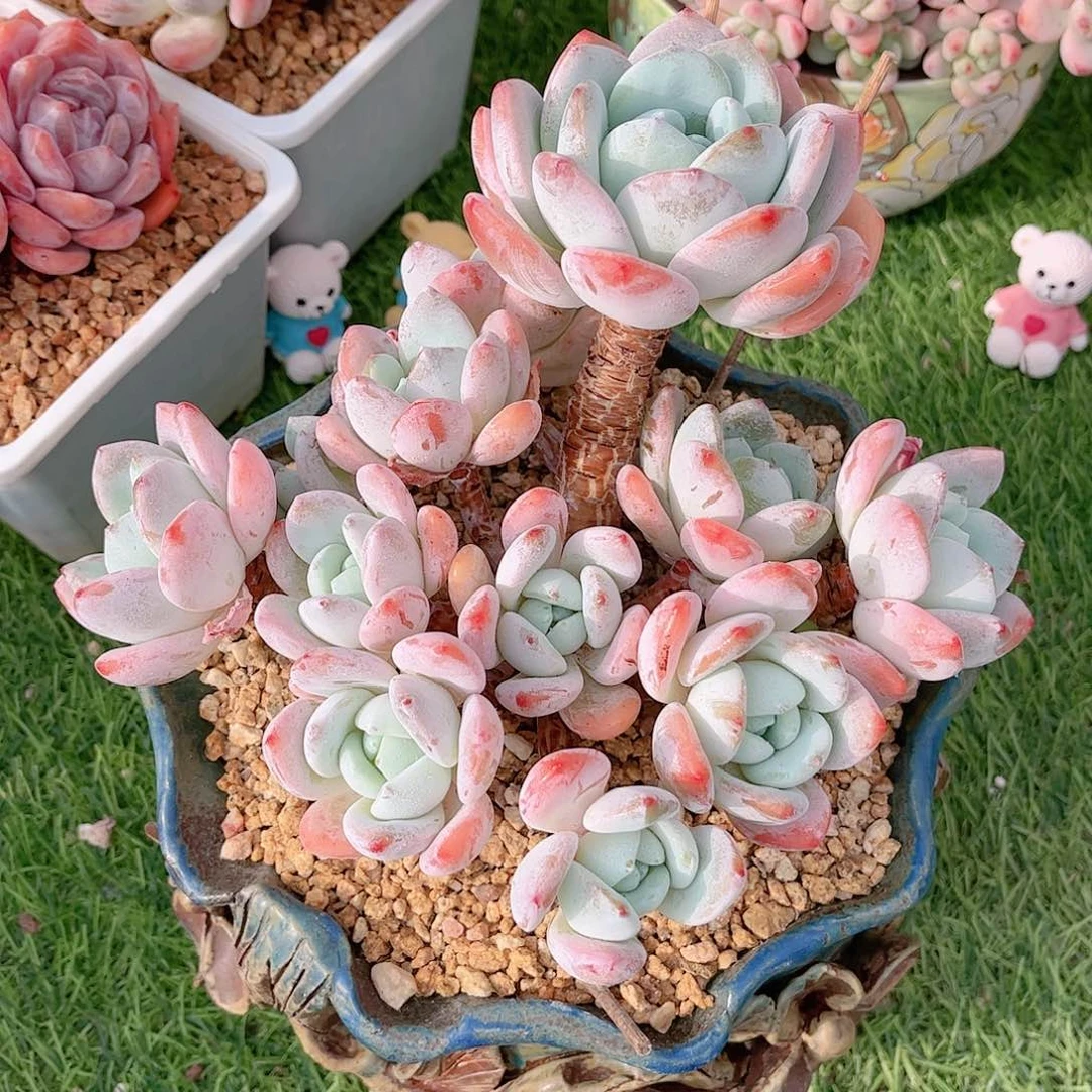 韩版冷香精品多肉