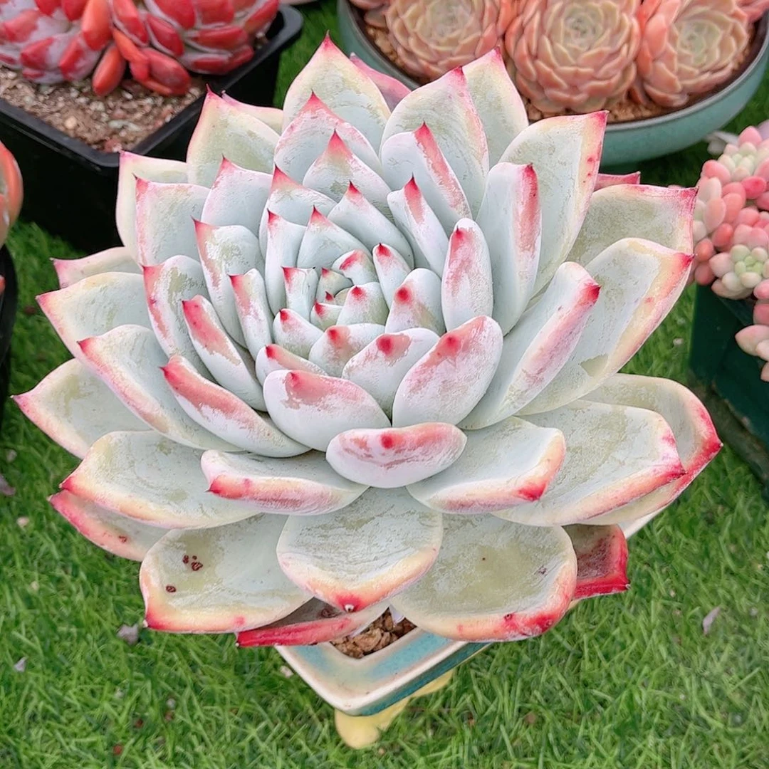 韩版大单头白天鹅多肉