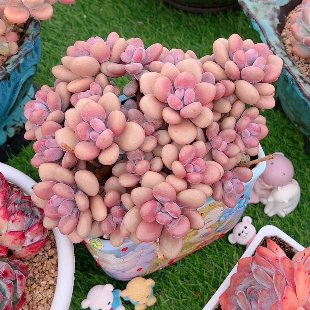 韩版亚麻桃蛋多肉