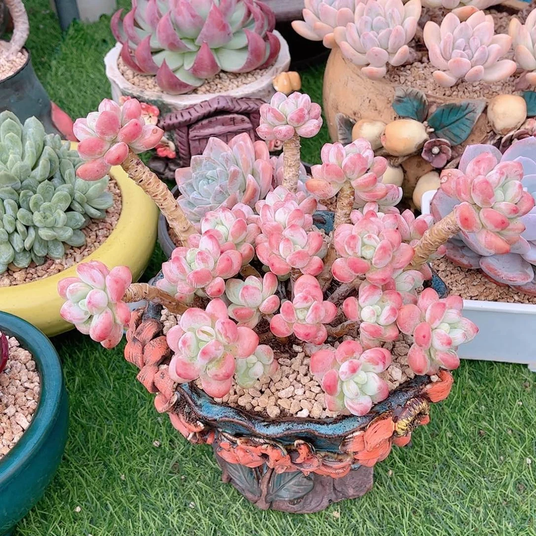 韩版樱花洛神老桩多肉