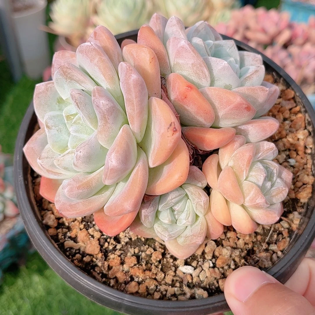 韩版奶油冰玉多肉