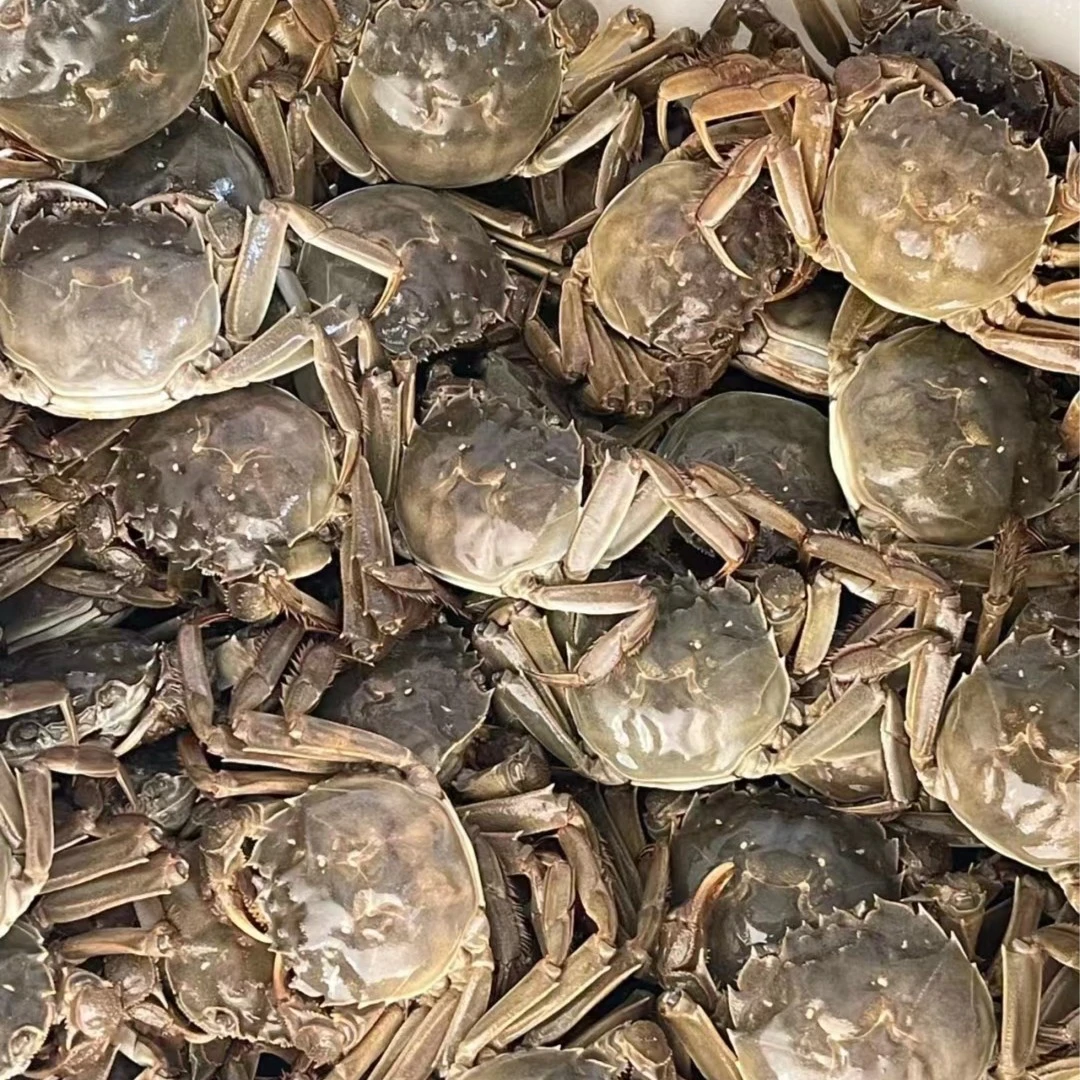 【59.9到手11只1.1-1.5母蟹】鲜活大闸蟹