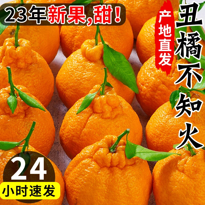 【现摘现发】四川正宗不知火丑橘新鲜采摘入口化渣脆甜爽口耙耙柑