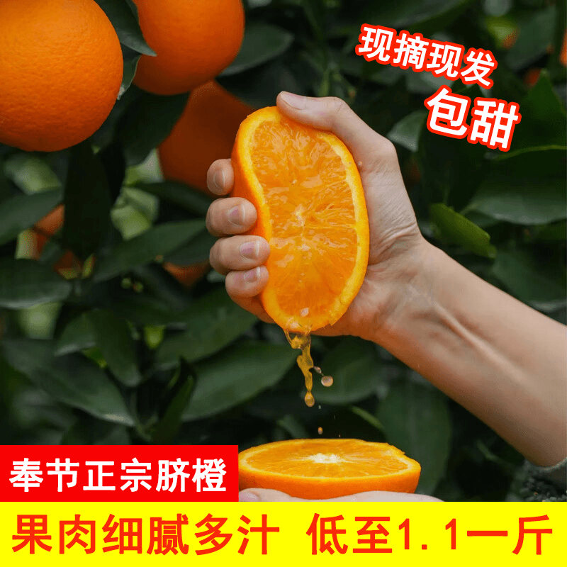 【现摘现发】正宗奉节脐橙多汁皮薄产地直发应季酸甜新鲜水果赣南
