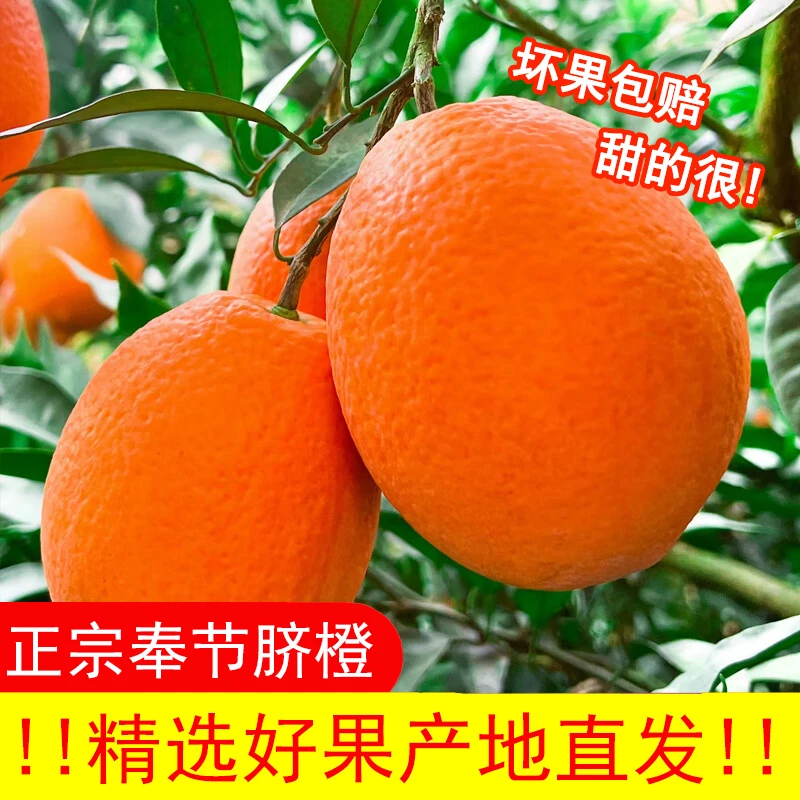【现摘现发】正宗奉节脐橙多汁皮薄产地直发应季新鲜水果酸甜赣南
