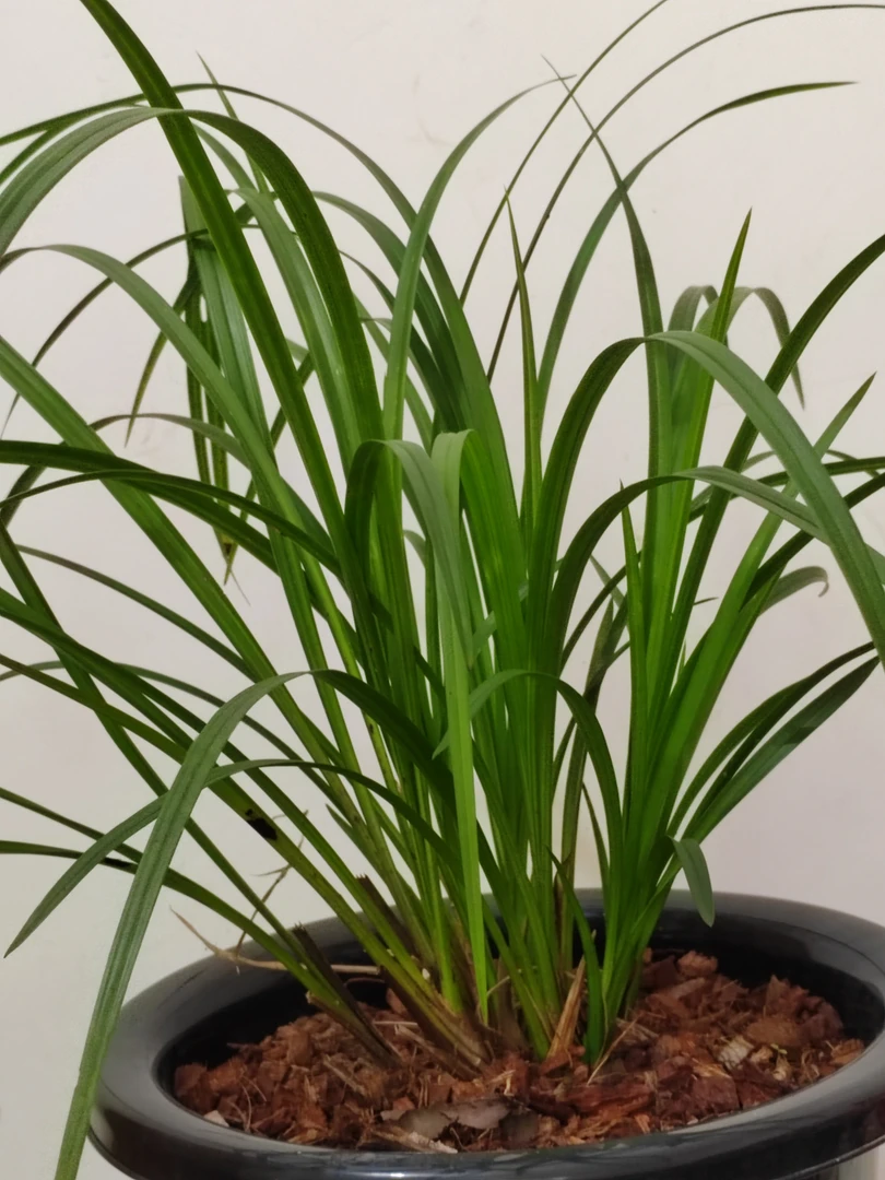 秋芝盆景扇形草，喜欢朋友的可以下单。