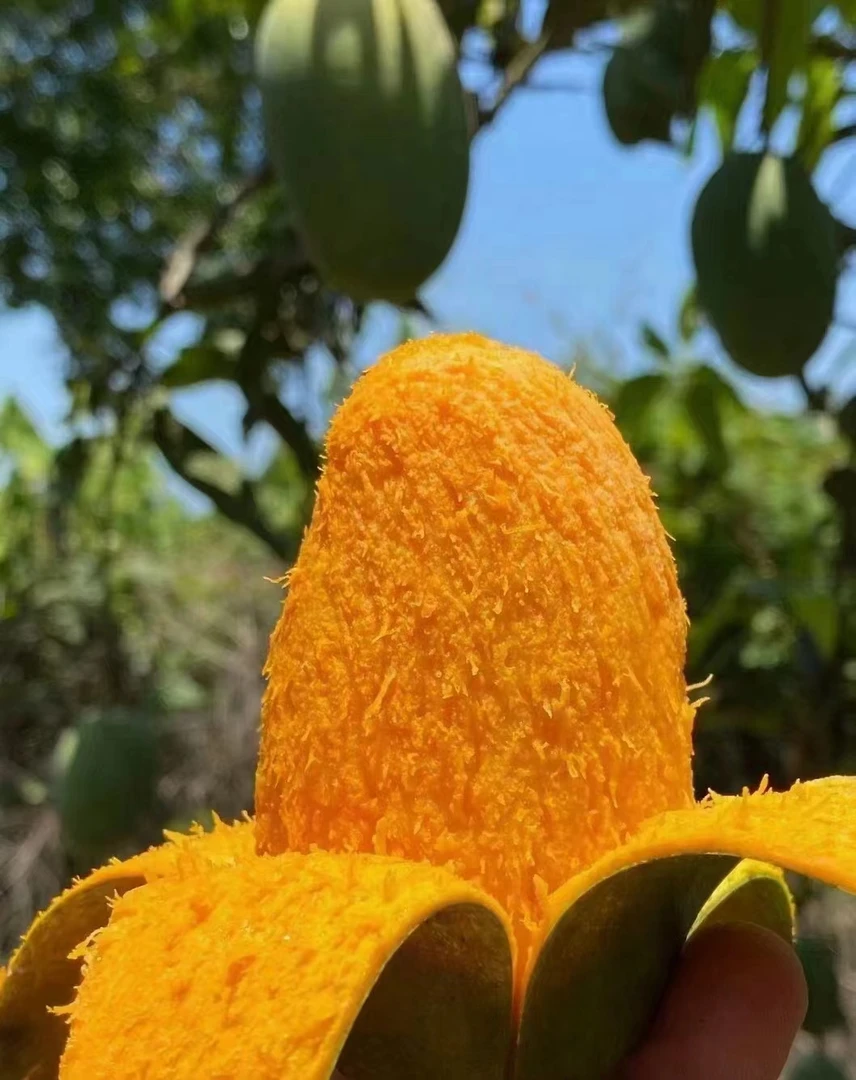 攀枝花.软糯香甜.椰香芒