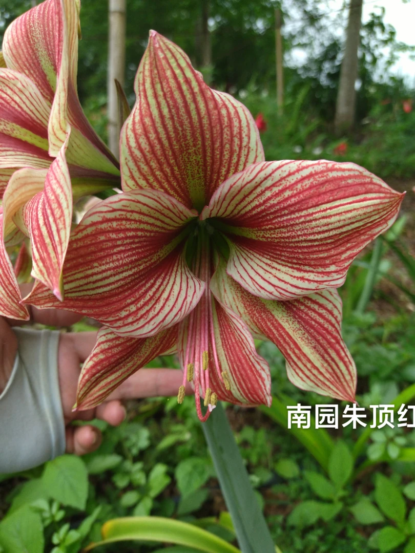 满百包邮:荷兰朱顶红 异域之星直径5厘米