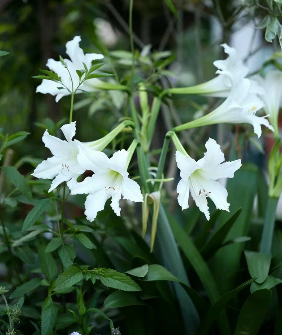 满百包邮 朱顶红安普托 带香味 直径7-8厘米