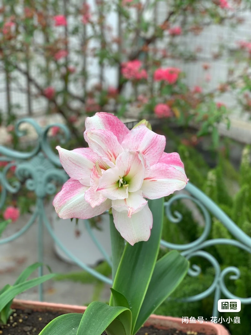 包邮朱顶红安妮塔切球苗直径2.5厘米+3厘米两棵