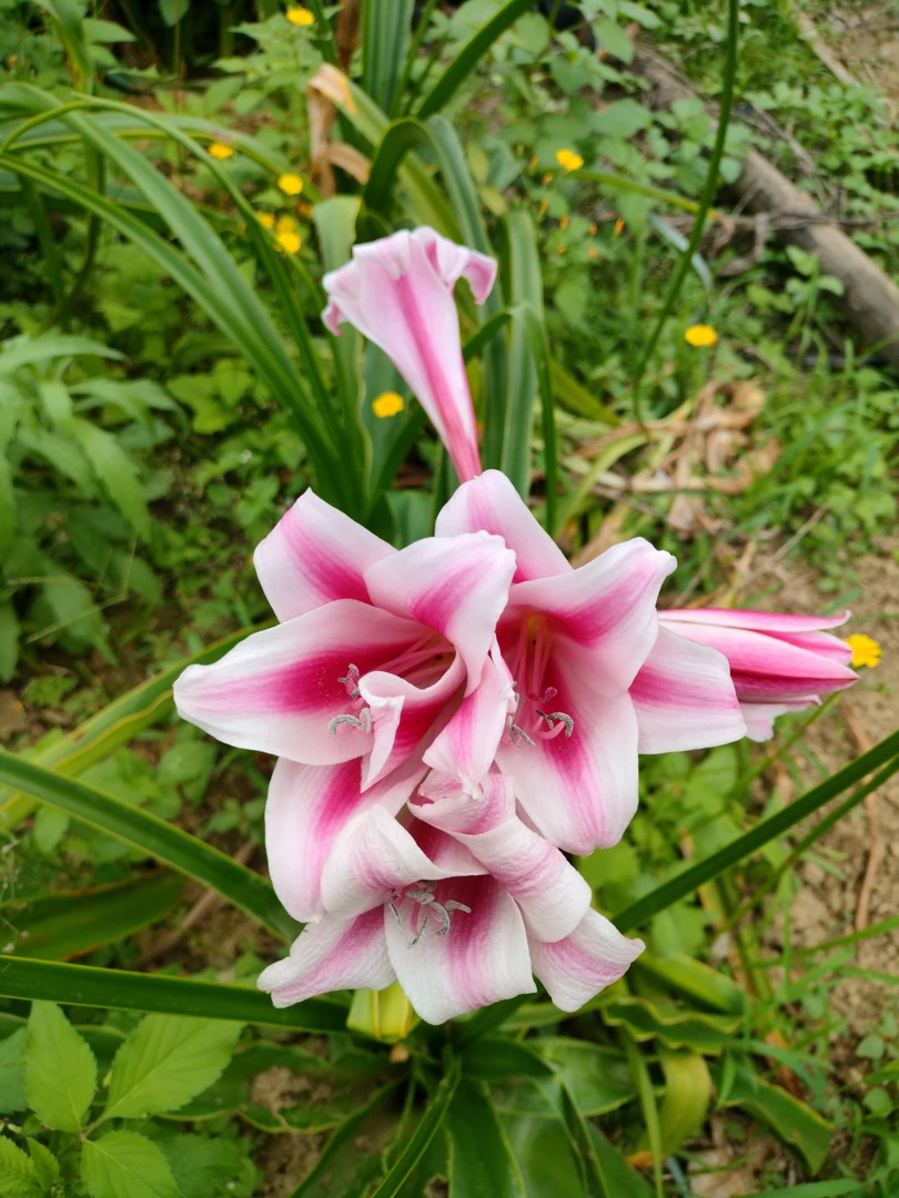 香舒兰   糖果卷自然球 夏天开花