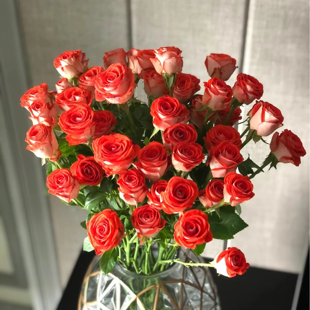 【惊艳泡泡】云南多头玫瑰云南基地直发新鲜夏季叶子发黄产品鲜活