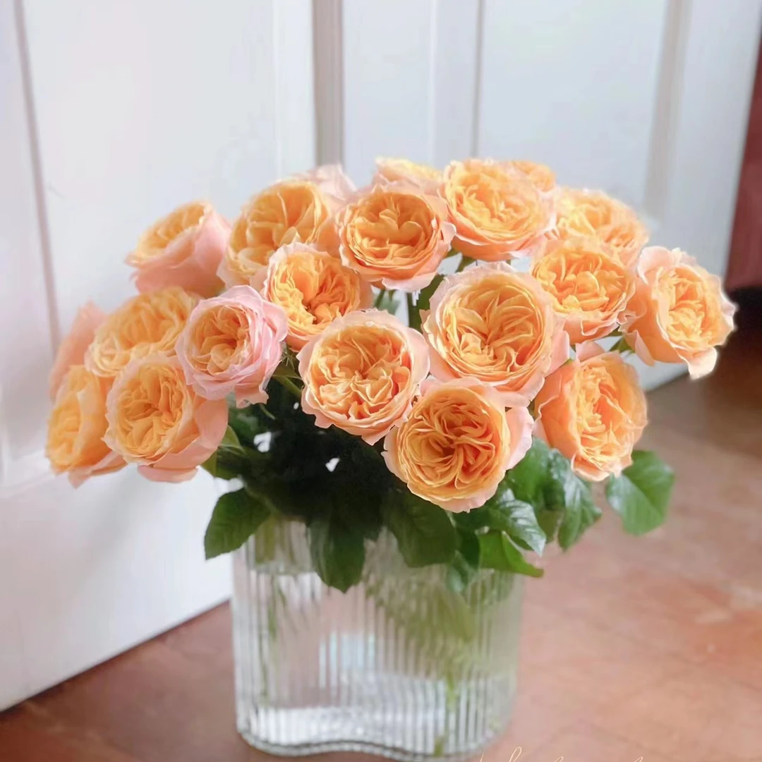 zb【入梦】新森林玫瑰云南鲜花基地直发