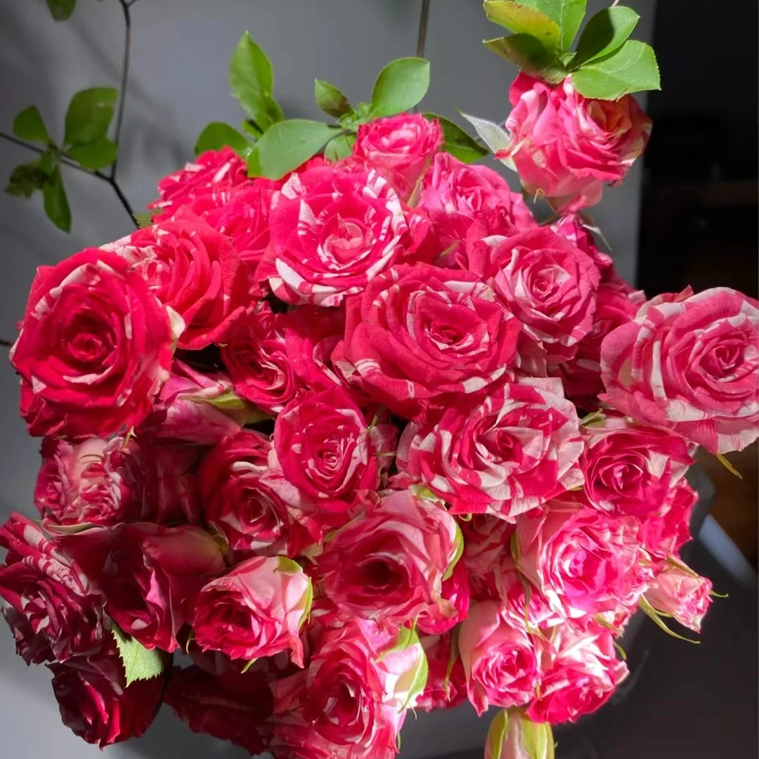 zb【梦幻水晶】云南玫瑰基地直发家庭日常生活插花