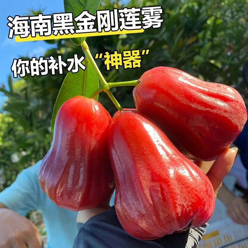 【顺丰包邮】海南黑金刚新鲜水果脆甜莲雾果多汁采摘优选大果爽口