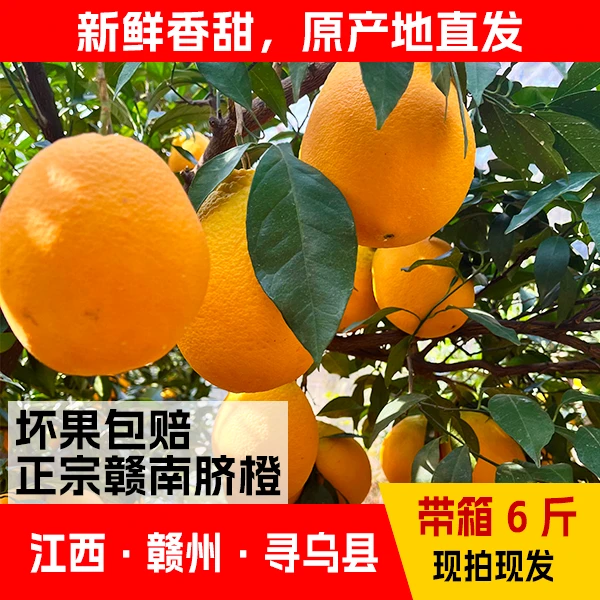 【直播间专属】正宗赣南脐橙!阳光脆嫩香甜现摘发货皮薄自家种植