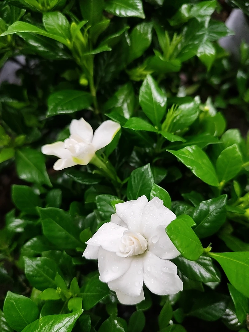 小叶四季栀子花纯露天带花苞室内浓香型绿植好养活