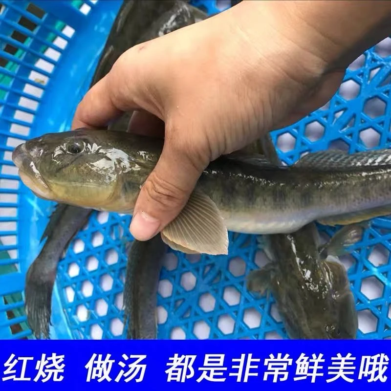 连云港沙光鱼5斤【每斤4-5条左右】