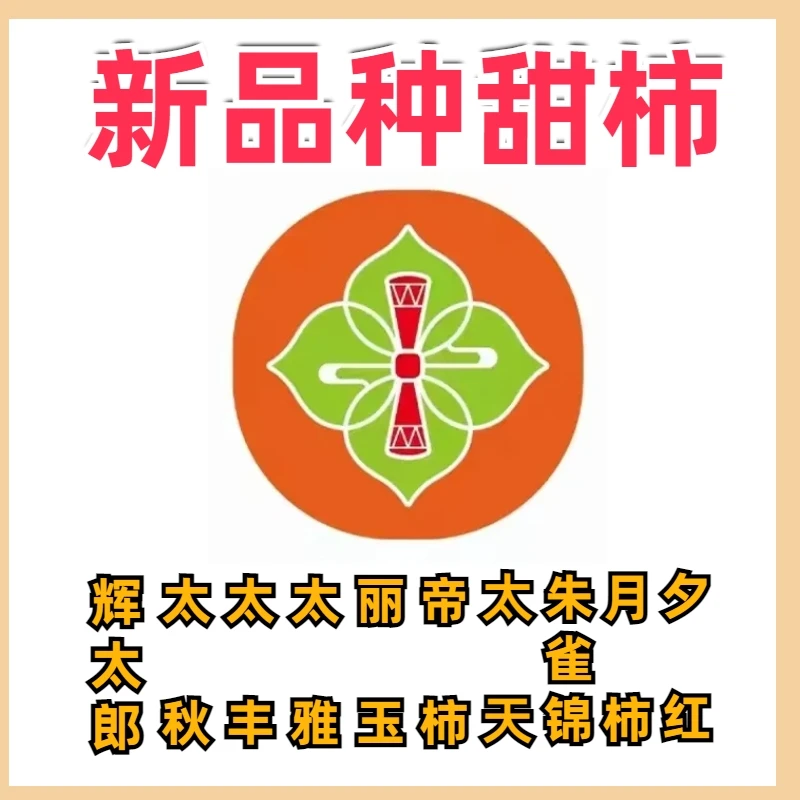 宝藏甜柿小苗 低配版次苗 辉太郎 太丰 丽玉 帝柿 太秋等