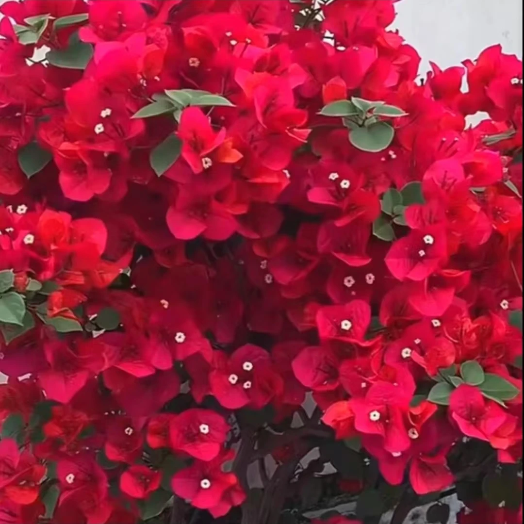 三角梅 中国红 多品种 基地直发 盆栽 一物一拍 以直播间实物为准