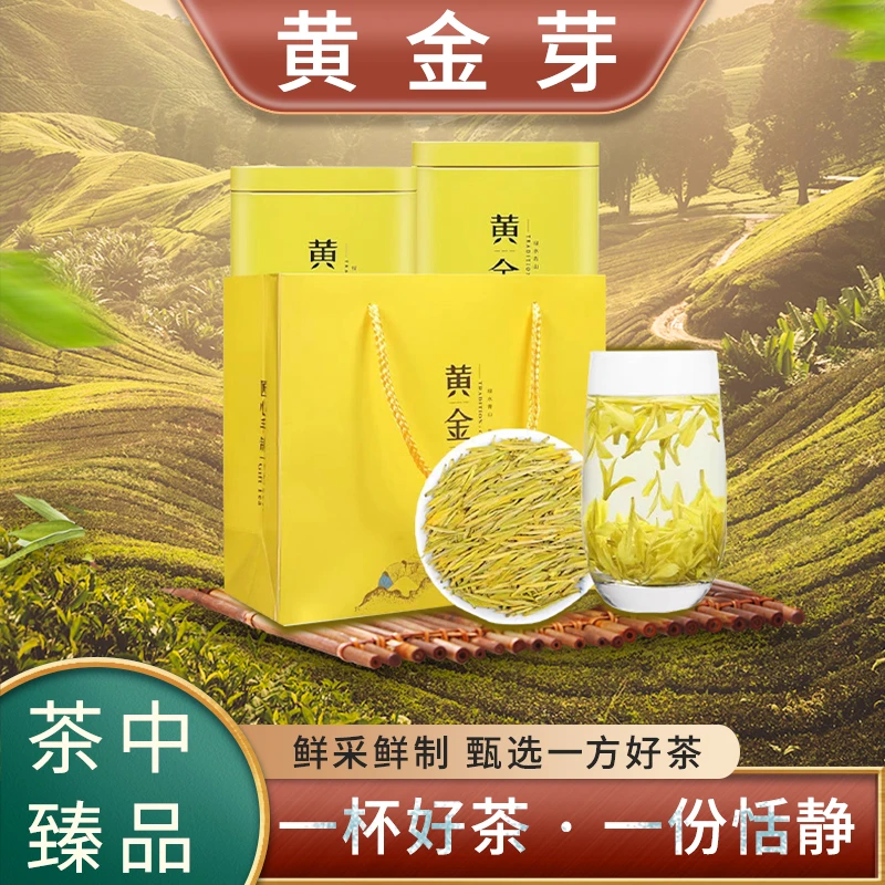 268 明前高山黄金芽2024