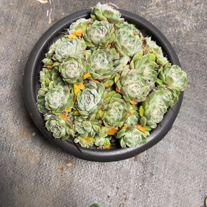 汉堡 一单包邮 时宜多肉