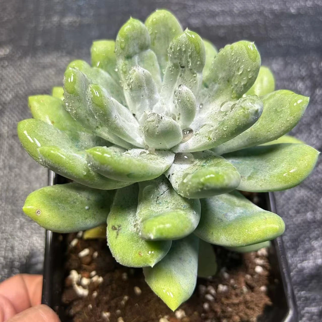 时宜多肉 泪月 全状态 冠幅保12公分起  一单包邮  新手好养