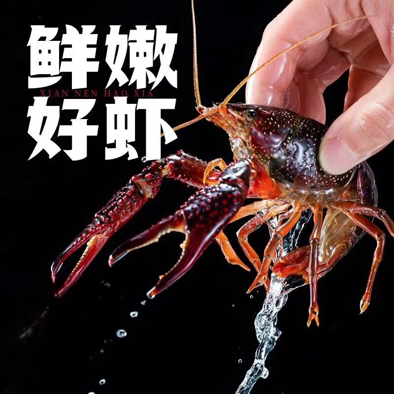 678钱鲜活小龙虾北京东直门簋街品牌饭店直供货源
