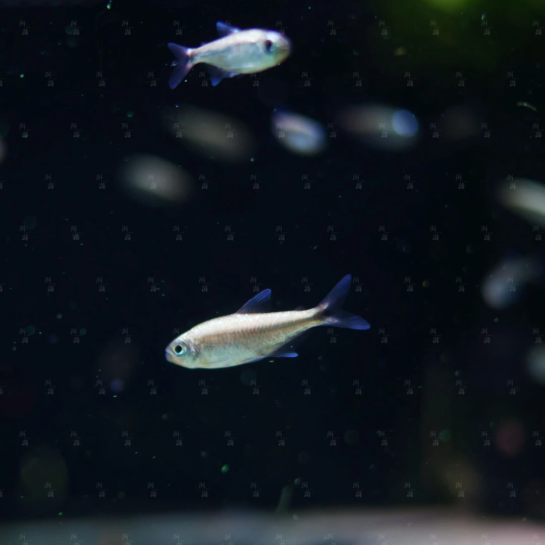 白金赤霞灯鱼，南美观赏鱼