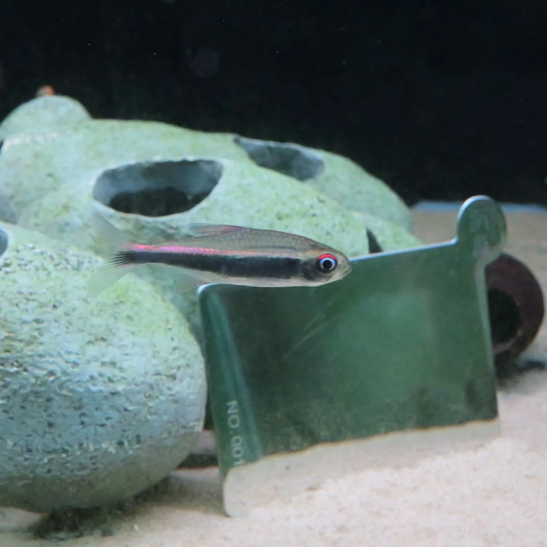 梅塔黑霓虹 南美热带观赏鱼