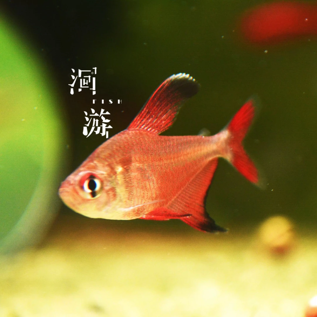 罗伯特粉红旗 南美热带观赏鱼