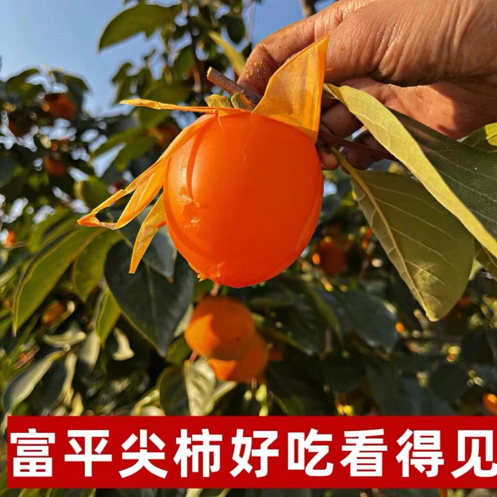 【放软食用】富平柿饼原料果 新鲜大尖柿子放软流心爆浆24枚/12枚装