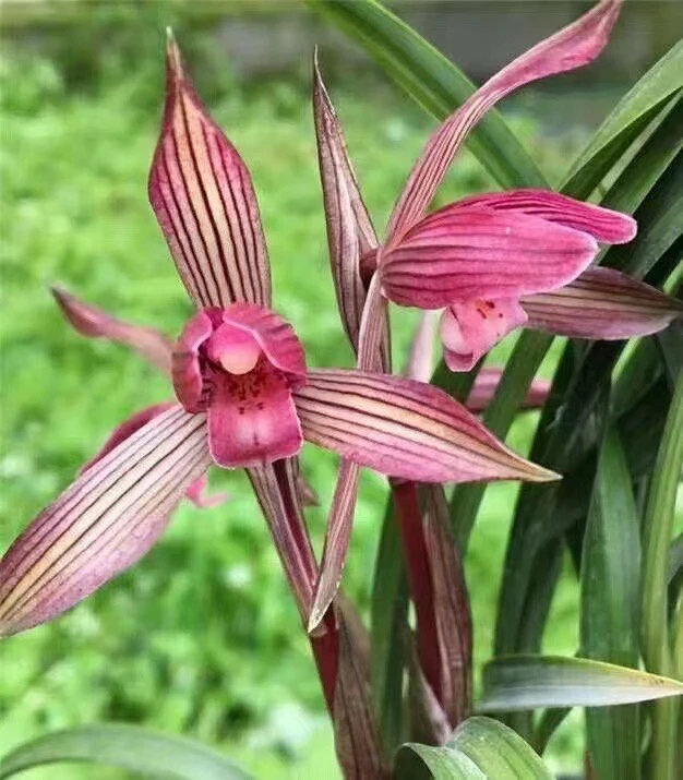 春兰红楼梦红草红花系列