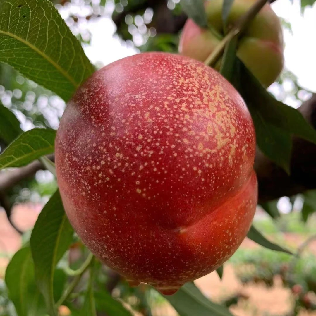 山西正宗黄肉油桃新鲜采摘脆甜多汁软糯香甜孕妇水果桃子2/5/斤