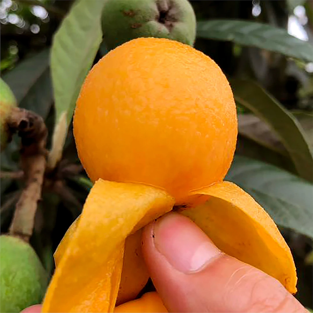 新桥枇杷【地标产品】大五星枇杷皮薄肉厚汁多酸甜可口15颗装3斤