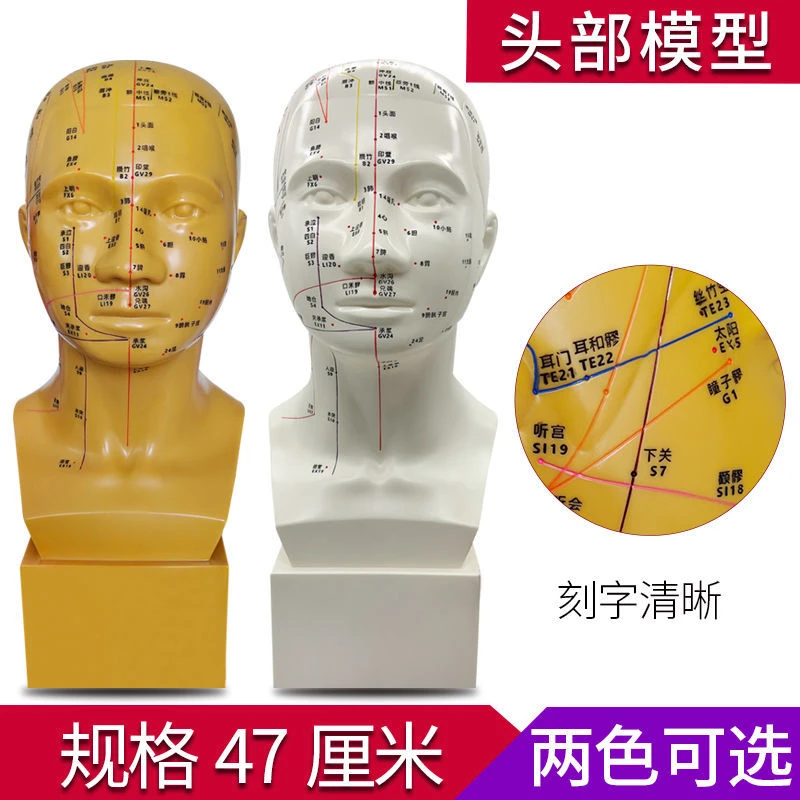 头部医学针灸练习模型中医穴位经络按摩人体模型可扎针硅胶47cm