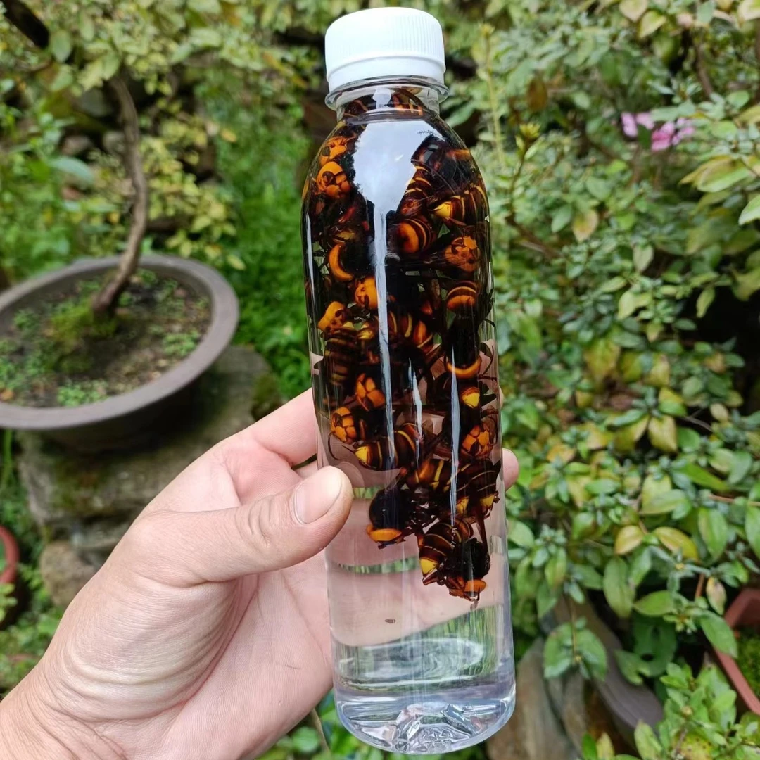 精选大个头金环虎头蜂老蜂泡酒诱蜂水好材料