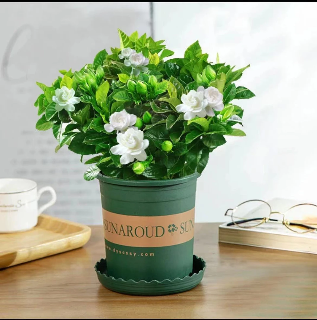 【120中盆】栀子花带花苞室内花卉绿植盆栽送加仑盆