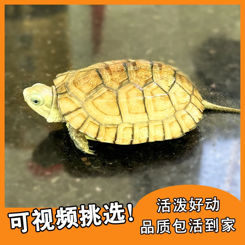 宠物龟活体观赏龟黄喉小青北石拟水龟持证合法养殖冷水龟