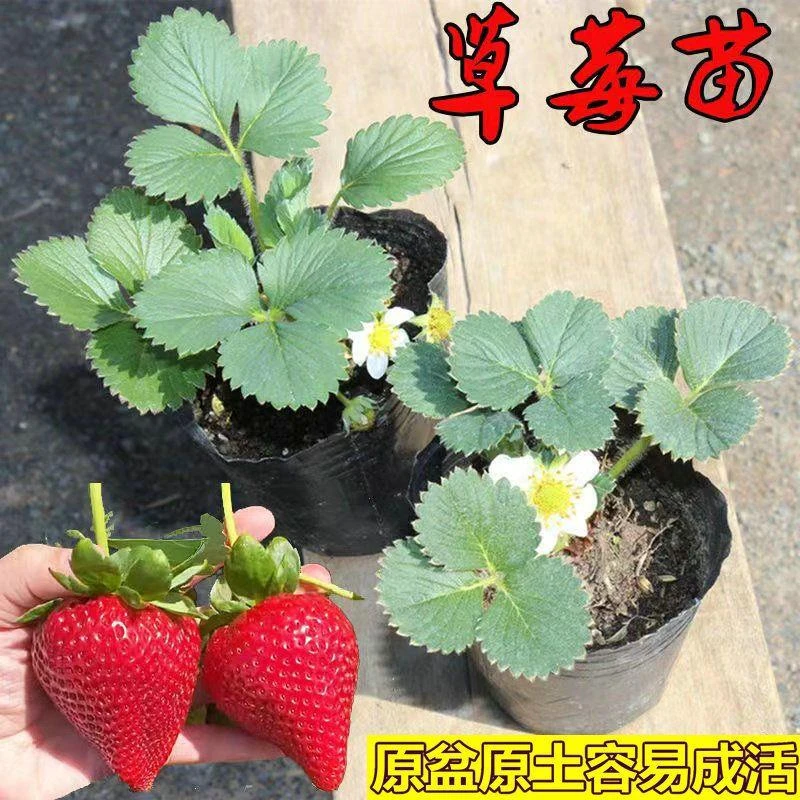 原土奶油草莓苗盆栽室内南北方阳台四季结果家庭种植庭院植物花卉