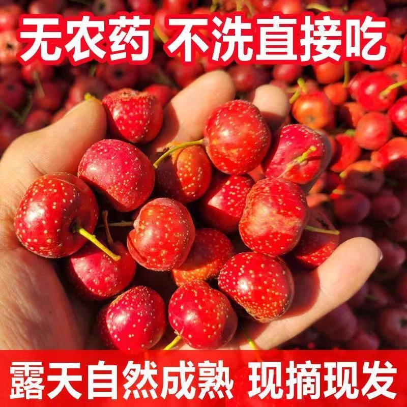 【新鲜发货】山东新鲜甜红山楂子红果现发糖雪球微酸清香山里红鲜果