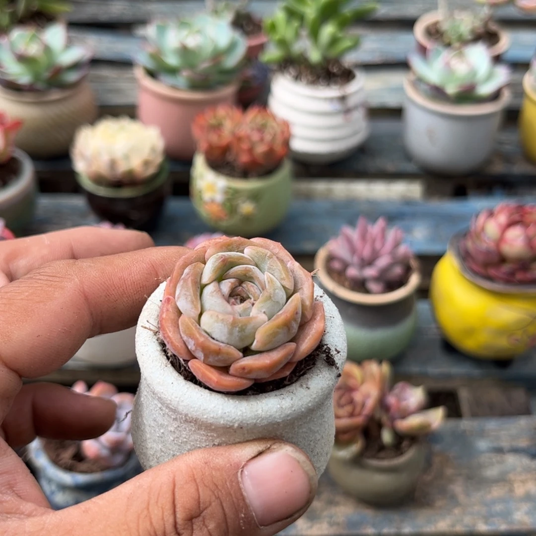 卖****?多肉植物保护研究所