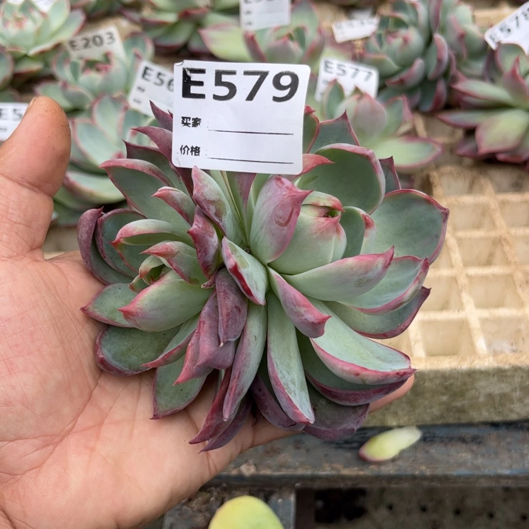 惊鸿仙子579号楼