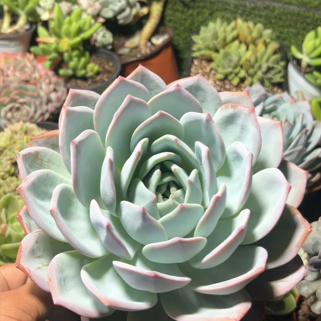 凤橙大单头多肉植物保护