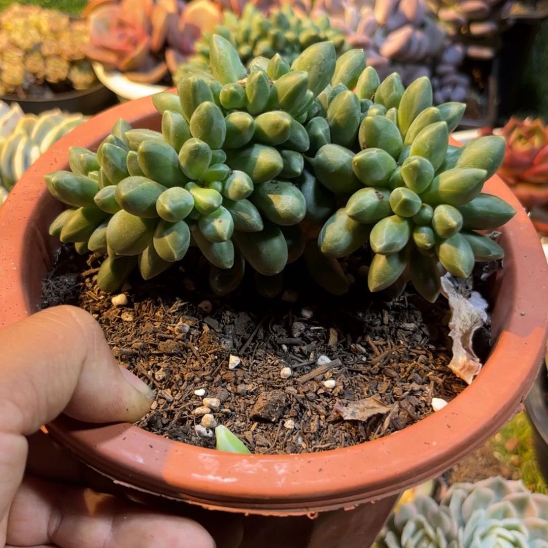 花***见多肉植物保护研究所所长